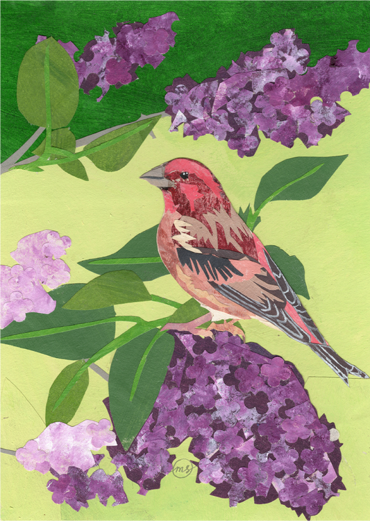 Lilac Purple Finch